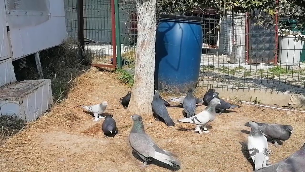 Çok Eski Soyaklar-ERMENİ SERKİS SOYAĞI