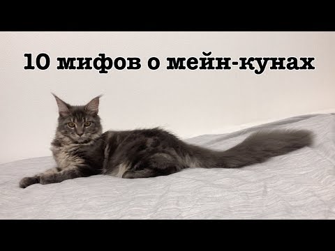 10 мифов о мейн-кунах