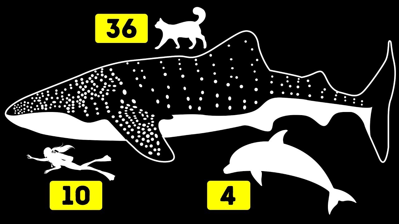 Die 30 größten Dinge der Welt im Vergleich