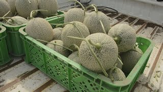 夕張メロンの収穫始まる 香り高く、甘み強い