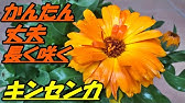 カレンデュラの育て方 冬知らずと言われた超耐寒性モンスター 放置でよく育つんです Youtube