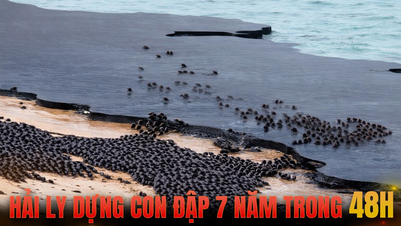 Cách HẢI LY HOÀN THÀNH CON ĐẬP Mà Con Người MẤT 7 NĂM Vẫn Bỏ Dở, Chỉ Trong 48 Giờ Đồng Hồ