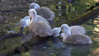 Cygnets at Heath Lake in Crowthorne by FurLinedUK 60 views 3 years ago 1 minute, 18 seconds