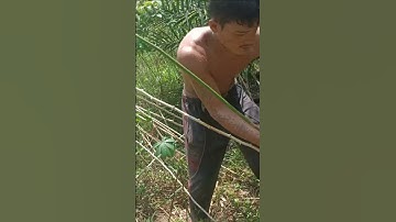 Harvesting cassava part 613 #shorts #farming #cassava #nature  #cassavaroots #cassavafarming