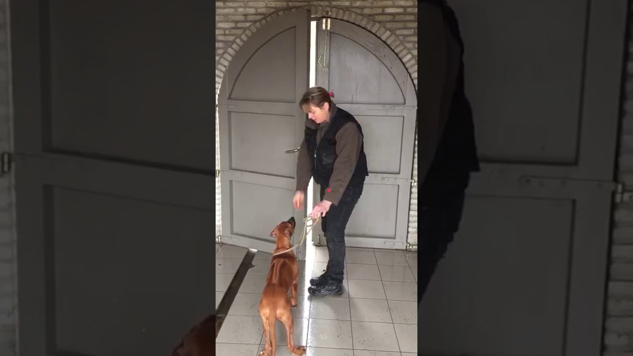 Puppy training "Leiband"