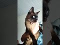 #reflexao#gatos#pets#se gostou se escreva no canal desde já agradeço um abraço á todos
