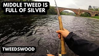 Middle Tweed is Full of Silver! | Spring Salmon fishing Scotland 2024