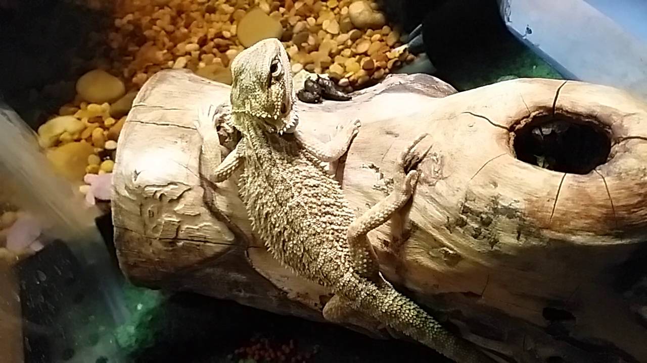 Water Turtles and Bearded Dragon Setup YouTube