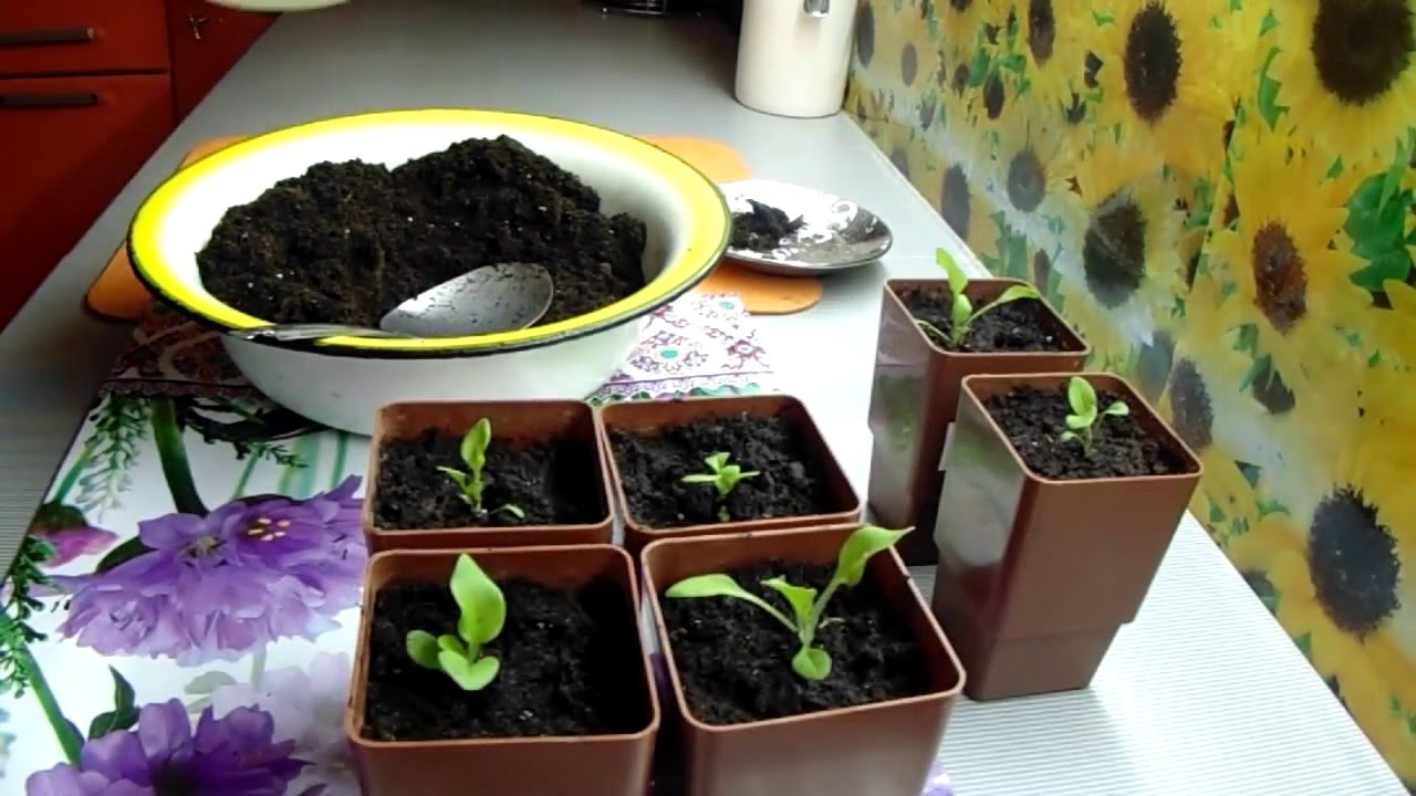 петуния посадка пикировка рассады. пикировка петунии после всходов. пикировка сеянцев петуний. пикировать рассаду петунии. петуния всходы рассада.