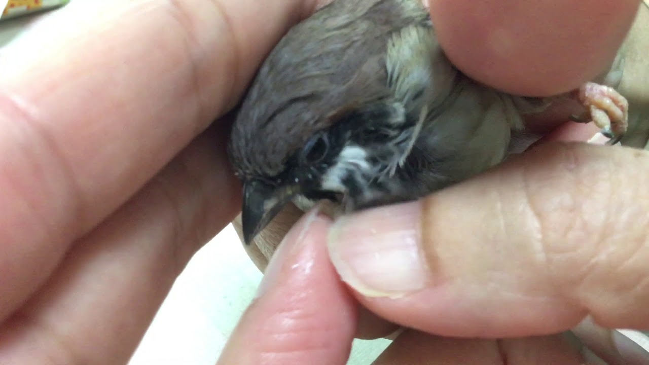 スズメのキリちゃん 顔のスキンシップ Youtube