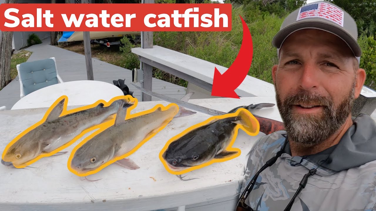 "Catch, Clean Cook" Saltwater catfish YouTube
