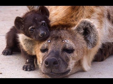 Вся правда о гиенах! Фильмы про животных, новые документальные фильмы