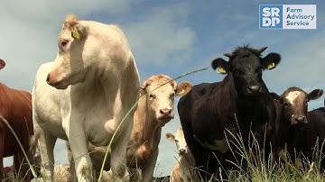 Faecal egg counts for cattle