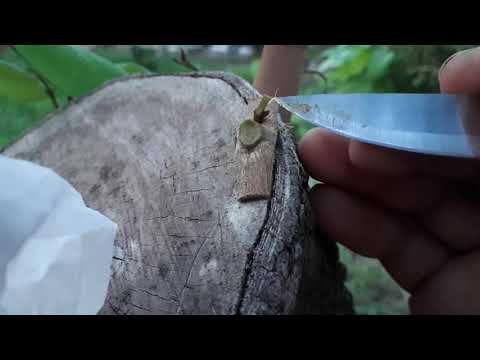 Video Hướng Dẫn Ghép Bo Nhãn Xuồng Cơm Vàng - youtube