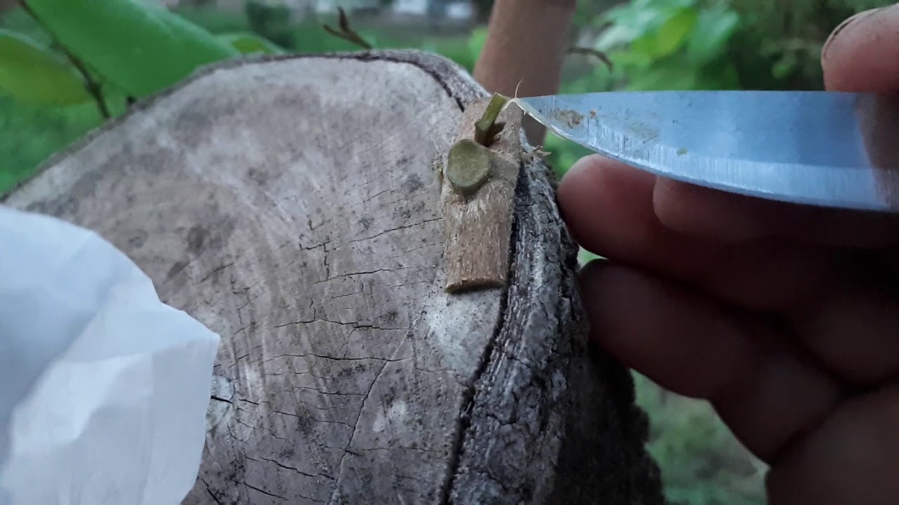 Hướng Dẫn Ghép Bo Nhãn Xuồng Cơm Vàng