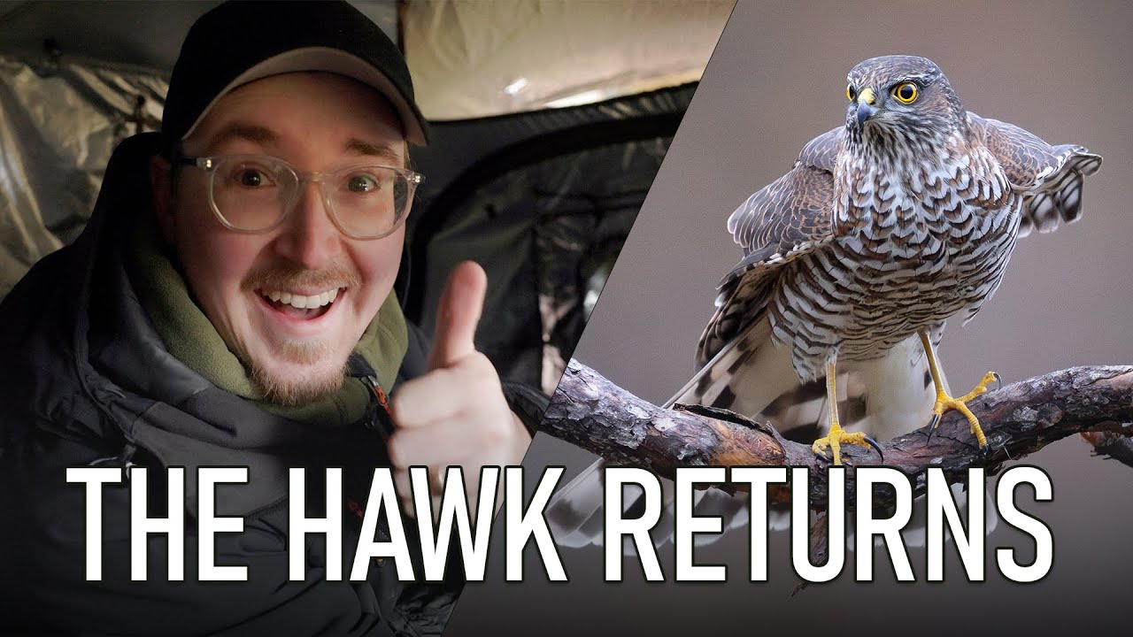 The Sparrowhawk Finally Returned | A Full Day in the Hide
