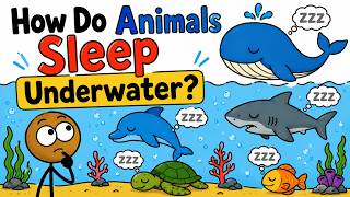 How Do Animals Sleep Underwater?