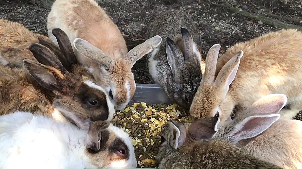 The reactions of the wild rabbits to their first taste of granola are