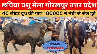 40 लीटर दूध की गाय 180000 में मंडी से सेल हुई |Chhapiya Pashu Mayla Gorakhpur Up. | Cow Price in Up