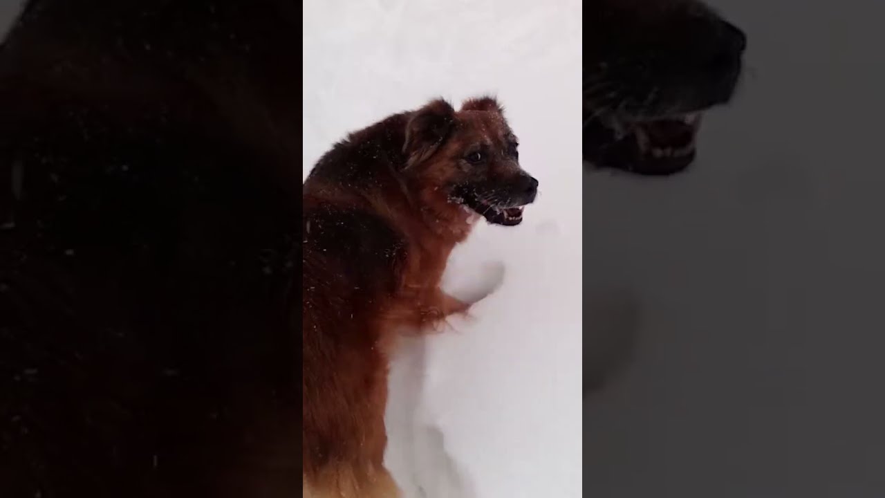 Dog Turns Back to Smile.. 😁🐕😍