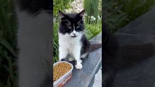 Feeding stray cats#maocat #kitten #cutecat #好きな子猫 #猫のいる生活