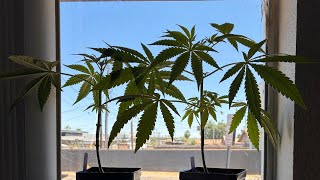 “From Small Beginnings: My Journey Growing Nepalese Sativa with Just One LED Light!”