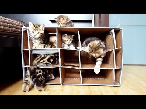 Cute Kittens vs.  Handmade Fort . Funny Cats