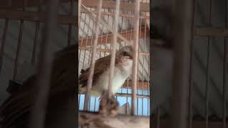 Suara Anakan Trucukan Memanggil Induk Nya Di Jamin Langsung Nyaut