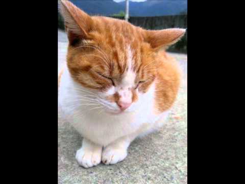 不屑.wmv