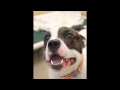 Find your forever friend at the Monmouth County SPCA Find your forever friend at the Monmouth County SPCA