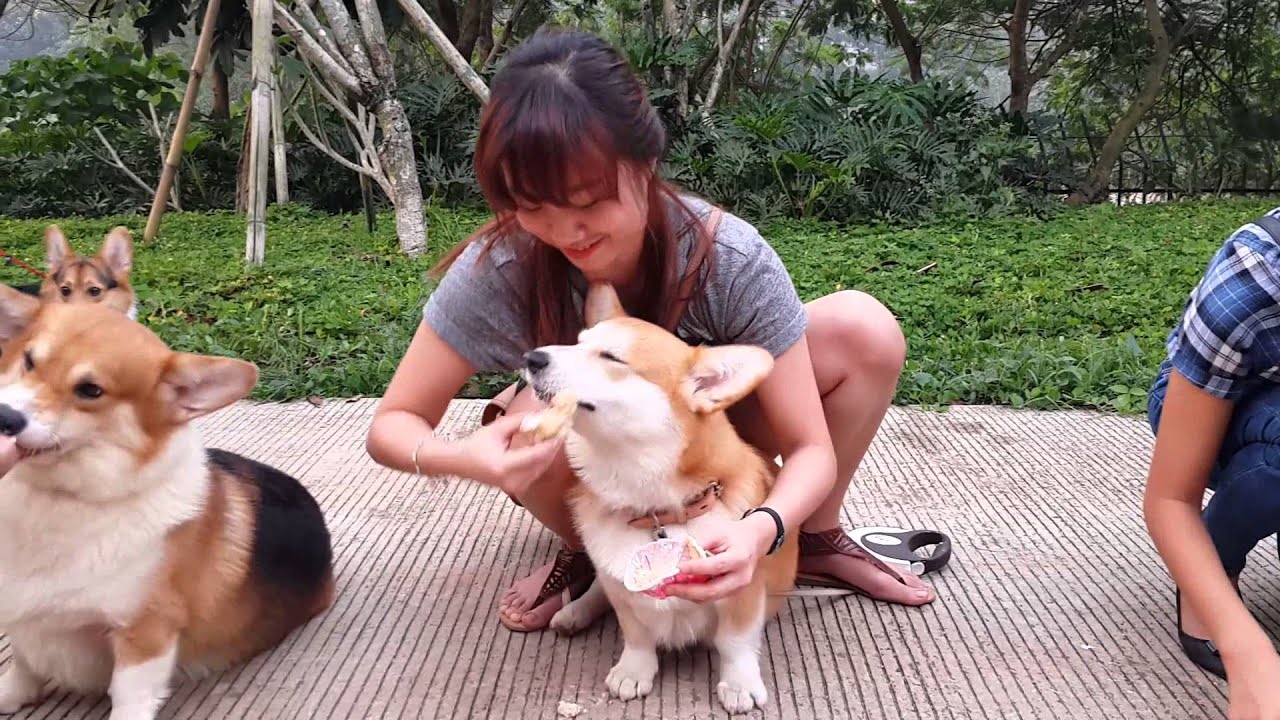 Zeus Corgi Fun Moment - Cupcakes Eating Contest
