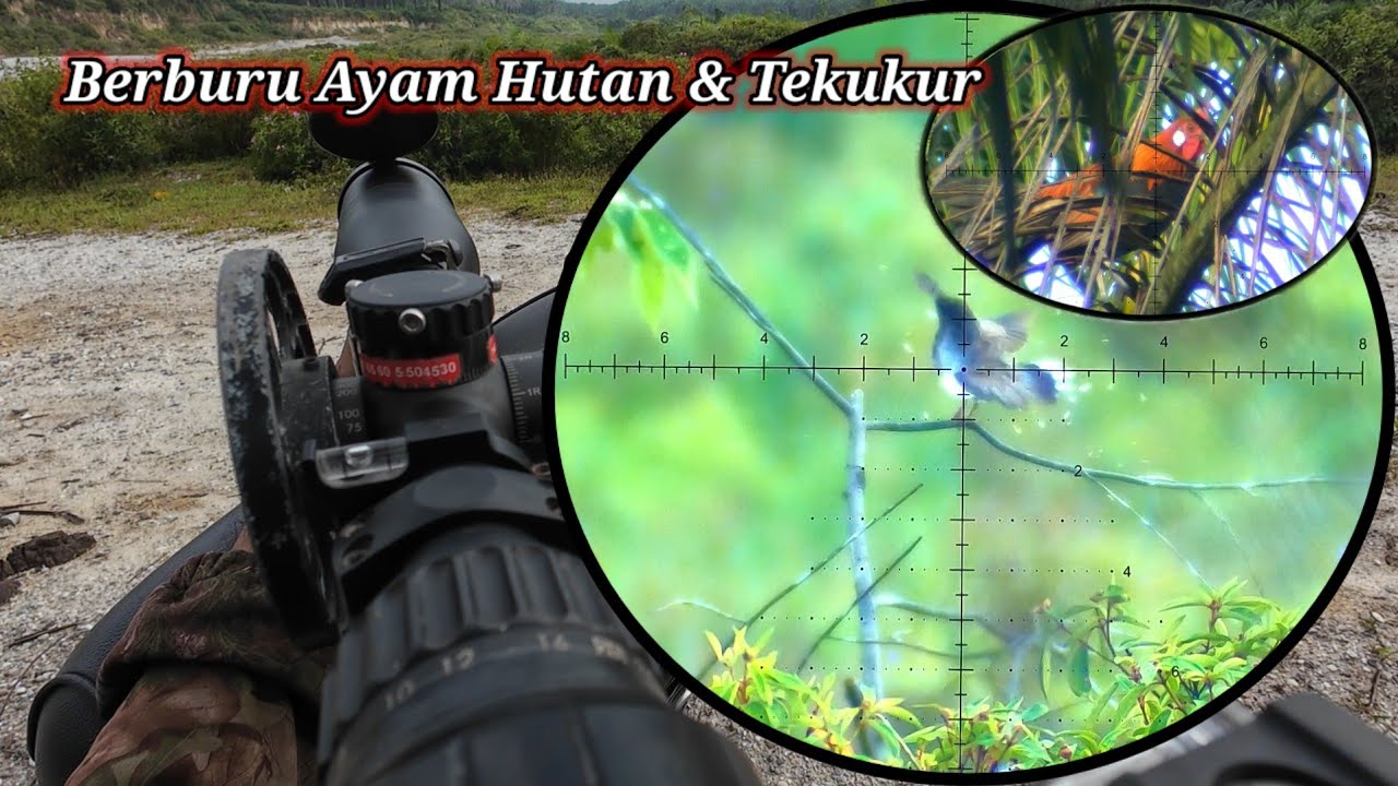 BERBURU AYAM HUTAN SAWIT 300525 || Bunus Burung Tekukur
