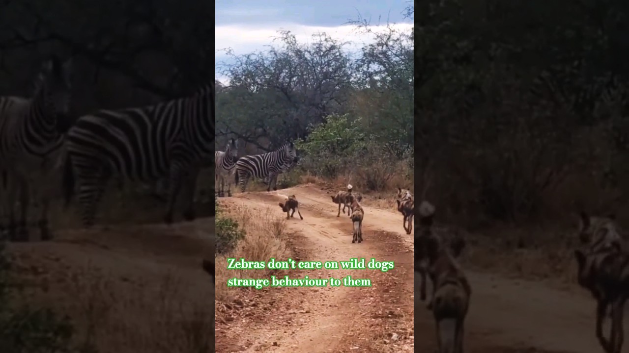 Wild dogs CHALLENGING Zebras 