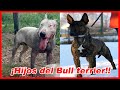 TOP 10 perros MESTIZOS de BULL TERRIER 🔥 tipo bull