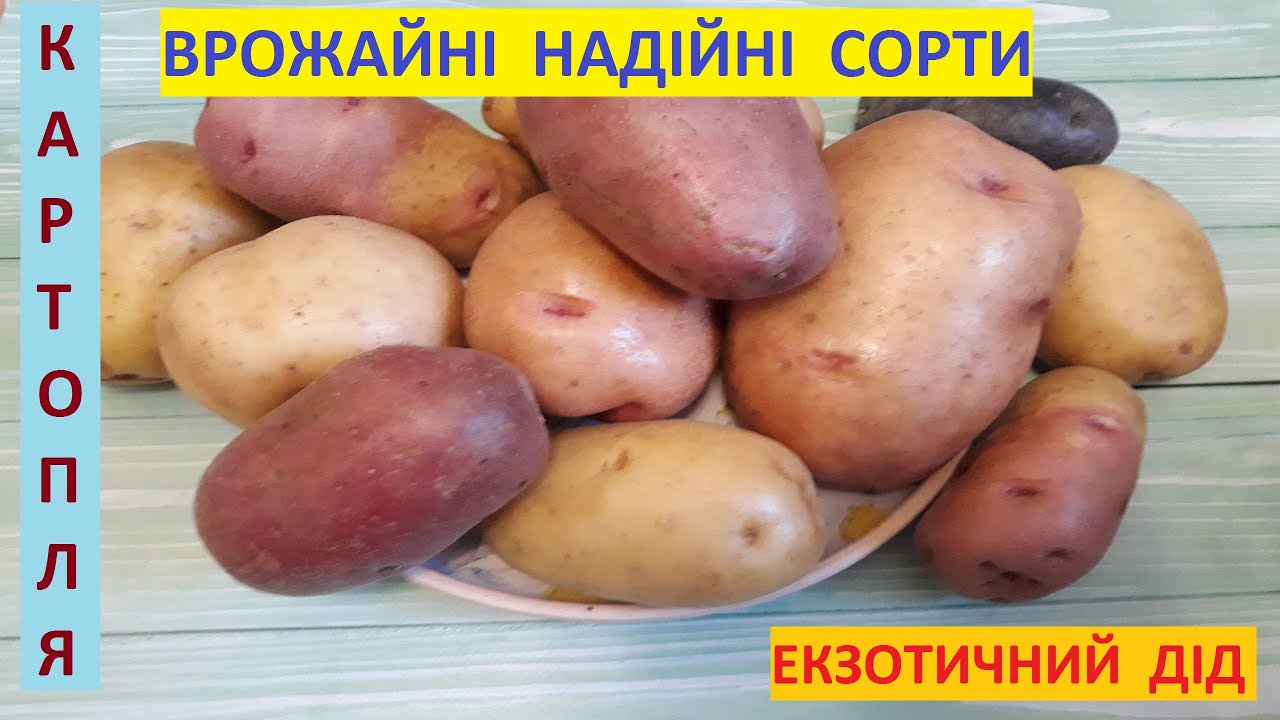 Картопля. Надійний сорт - гарантія великого врожаю.