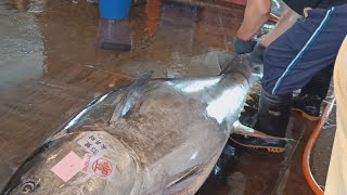 465kg Huge Bluefin Tuna Perfect Cutting Skill