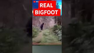 Real Bigfoot Sightings - Scary Videos & Creepy Tiktok 25 - Incredible Moments Caught On Camera