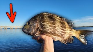 This Bridge Structure Was Hiding GIANT SHEEPSHEAD! | Sheepshead Fishing