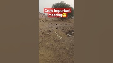 😁Crow meeting...#viral#shortvideo #crow #birds I Kishan Joshi motivation
