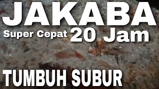SUPER FAST JAKABA‼️READY IN 20 HOURS, HARVEST IN 1 WEEK..‼️WANT SOME...? HERE IS HOW