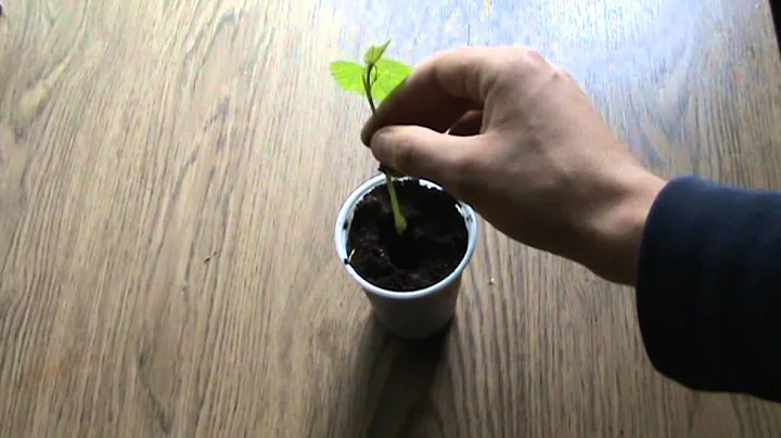 How to grow grape vines out of green cuttings
