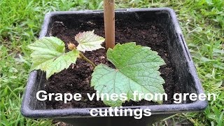 How to grow grape vines out of green cuttings screenshot 5