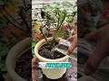 best home made fertilizer can grow your plants well & save your money too. #tips #garden #gardening