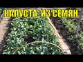 Капуста из семян. Легко!