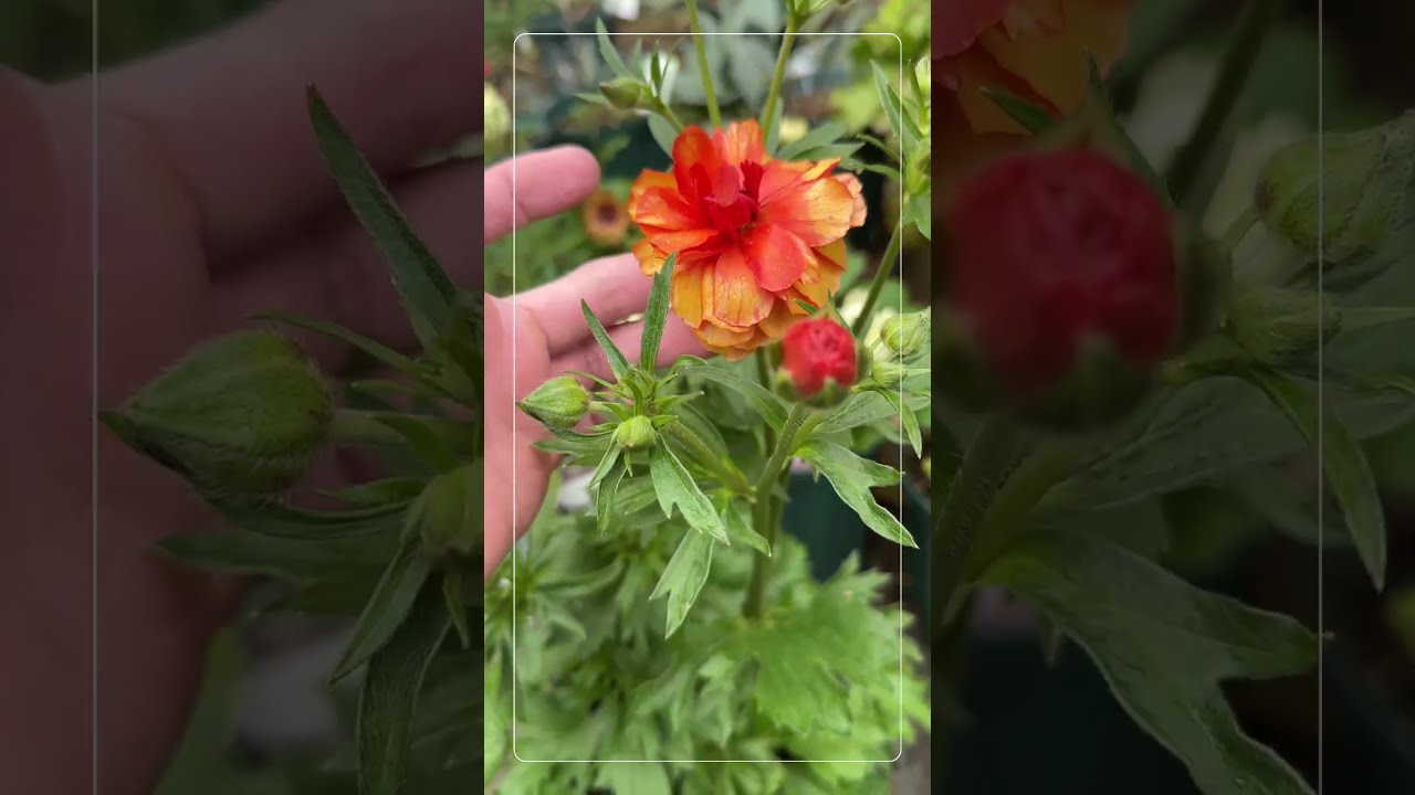ラナンキュラス・ラックスポスポロス「大船フラワーセンターの花