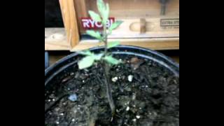 SG #84 Mr.Paka420 Updates criculating system Tomatoe is rooting 7 days