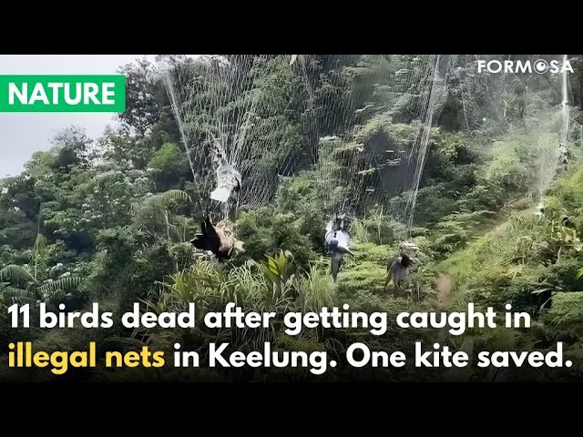 Illegal bird nets in Keelung kill 11, one raptor saved｜Taiwan News