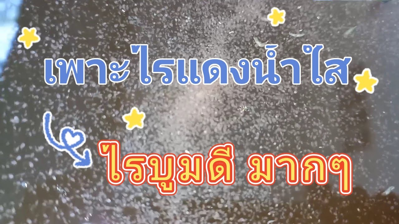 เพาะไรแดงน้ำใส ไรบูมดีมากๆ