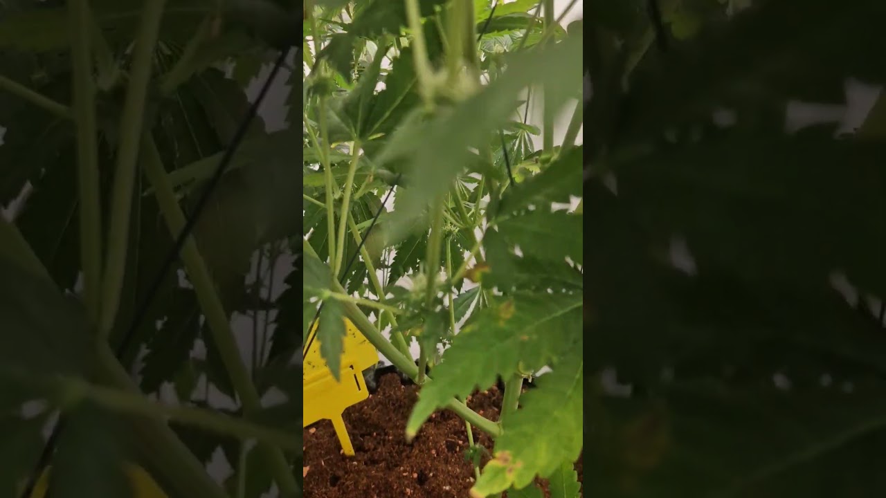1st Grow- 6xt Video