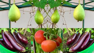 Best Summer Vegetable Seeds To Sow In March Month // March Growing Vegetables